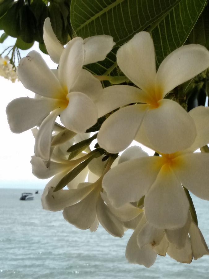 Bed & Breakfast Ocean11 Koh Samui