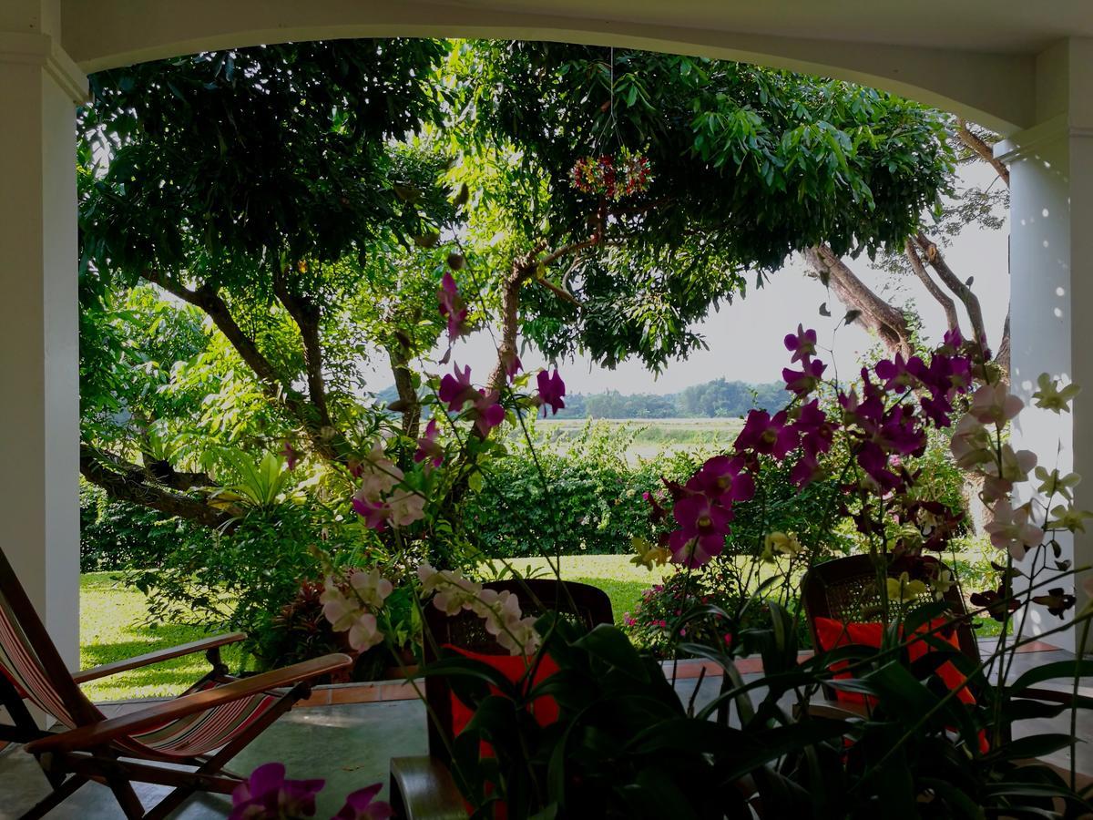 Albizia, Chiang Mai