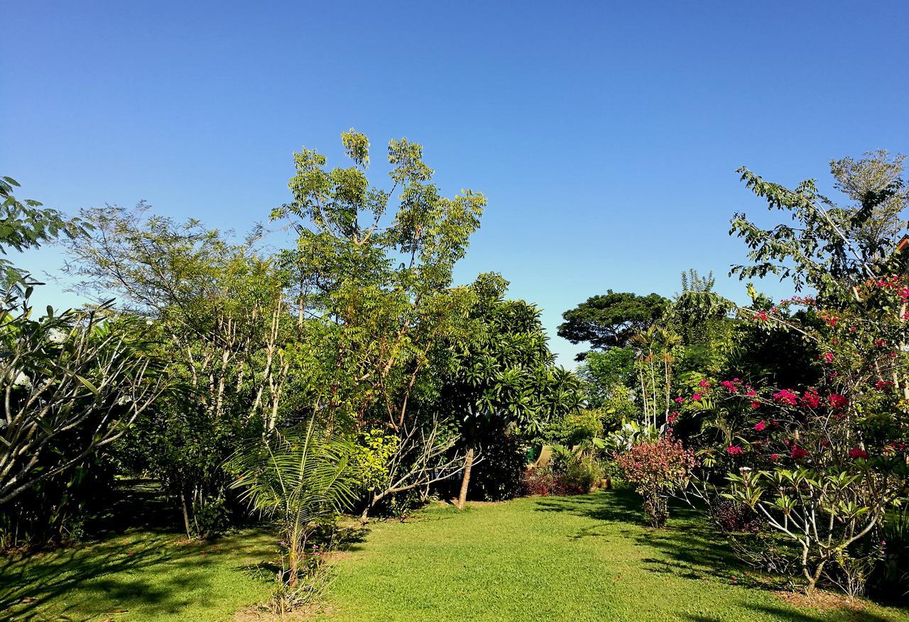 Albizia, Chiang Mai
