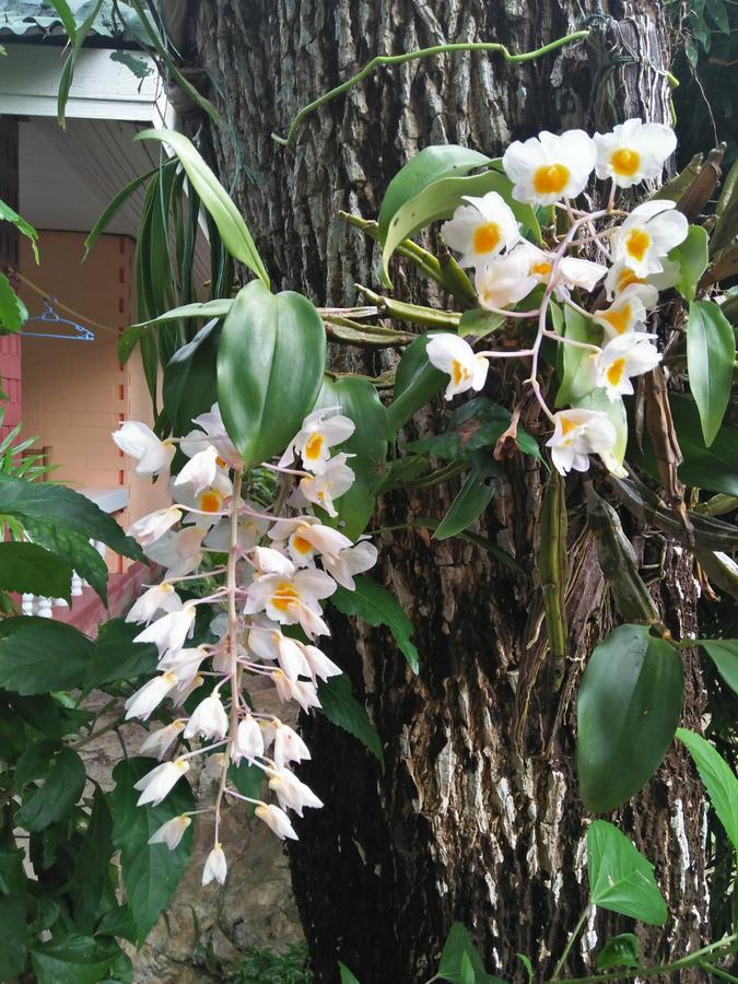Guest house Khaolak Tusneem *