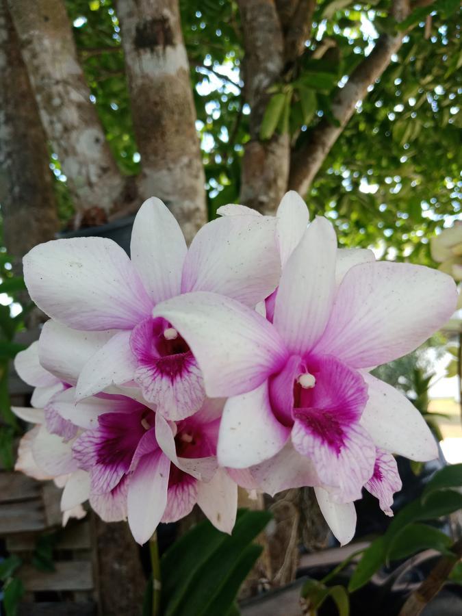 Song Phi Nong Resort Ko Pha Ngan