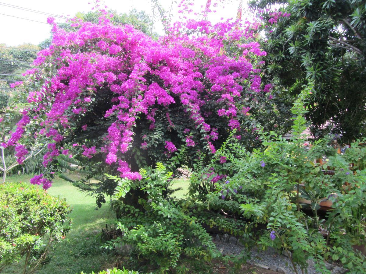 Flower Paradise & Swiss Restaurant Roestiland Lamai Beach (Koh Samui)