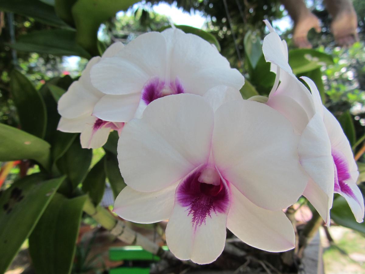 Flower Paradise & Swiss Restaurant Roestiland * Lamai Beach (Koh Samui)