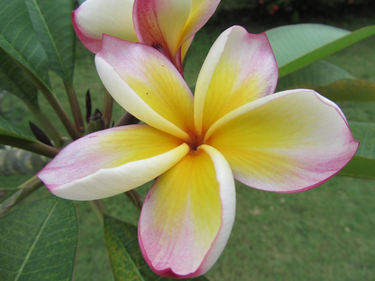 Flower Paradise & Swiss Restaurant Roestiland Resort Lamai Beach (Koh Samui)