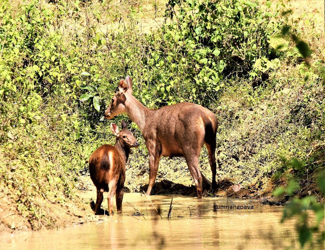 Kum Nangpaya Kaeng Krachan