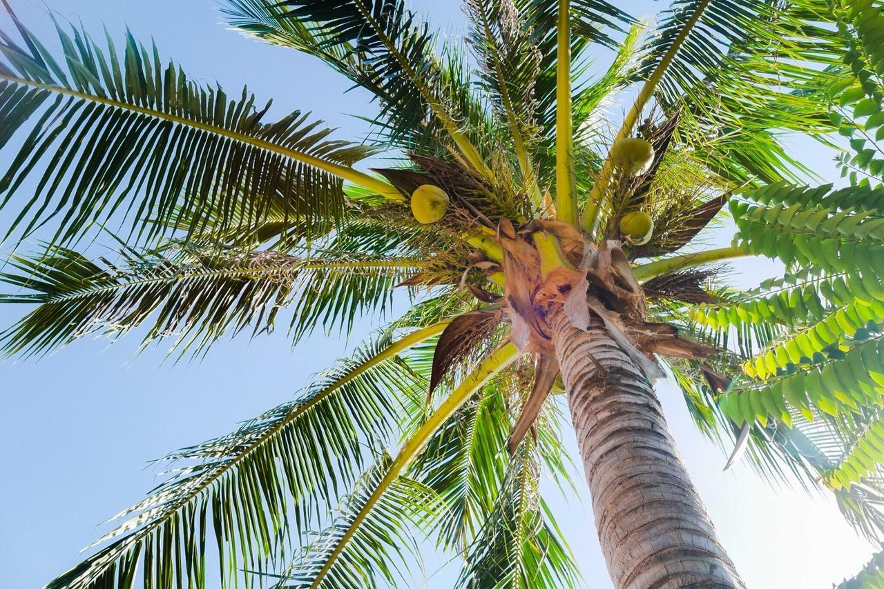 Zama Koh Phangan 3* Haad Chao Phao