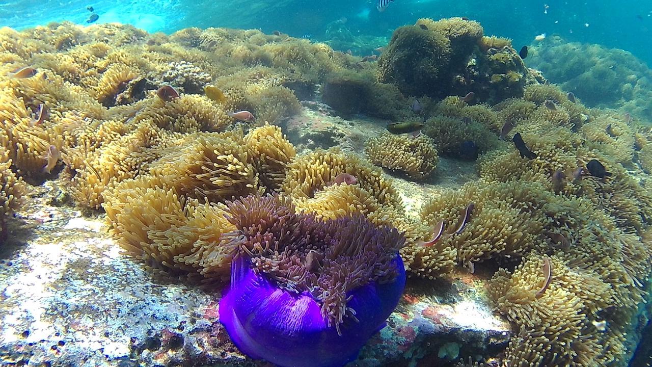 Adamas Chumphon