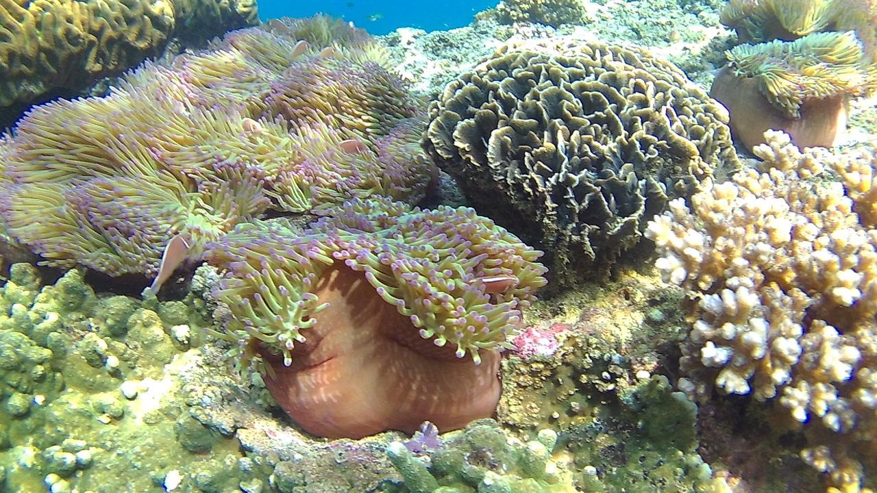 Adamas Resort