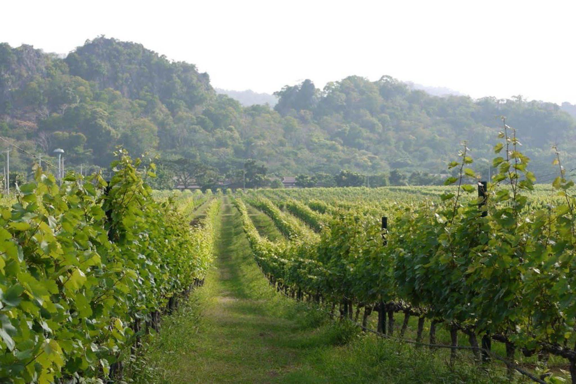 Granmonte Wine 4*
