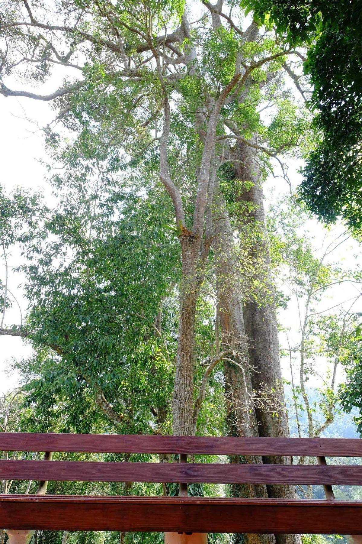 Mok Far Mont Ngo Mae Taeng
