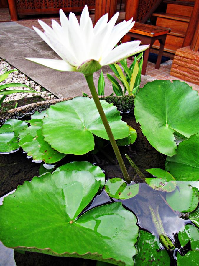 Oopkaew Resort Pua