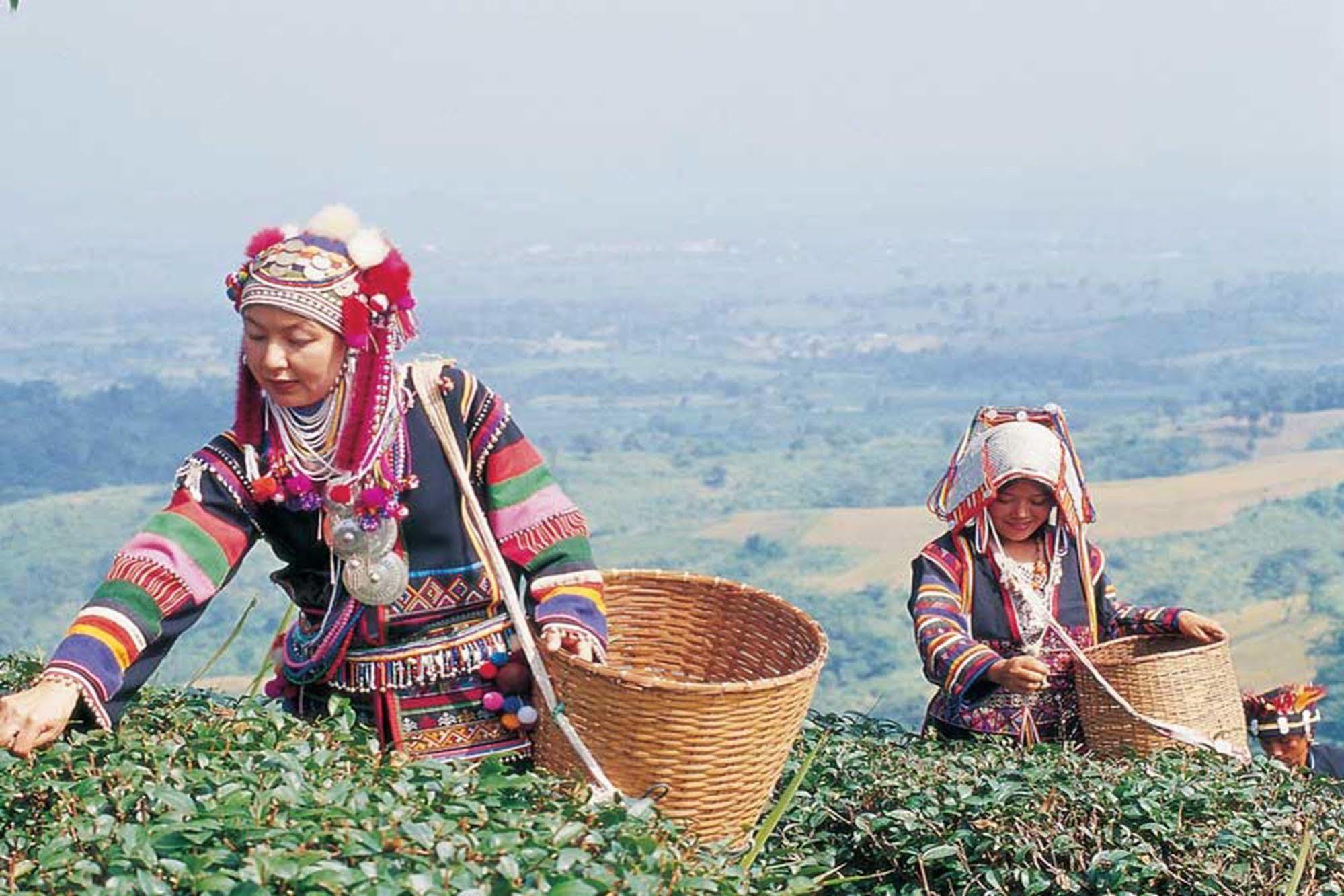 Chiang Rai Valley @doi Hom Fha Mae Chan