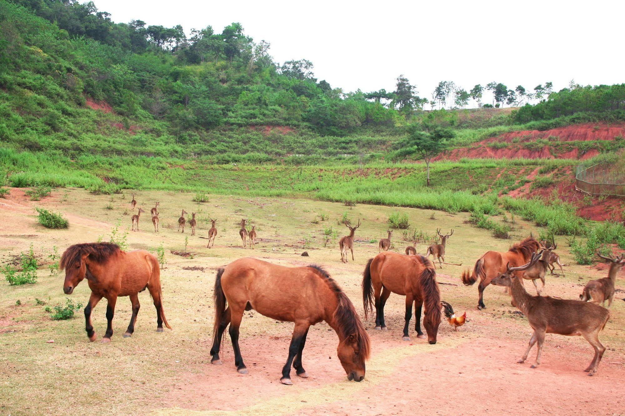 Phu Pha Nam Hotel Dan Sai