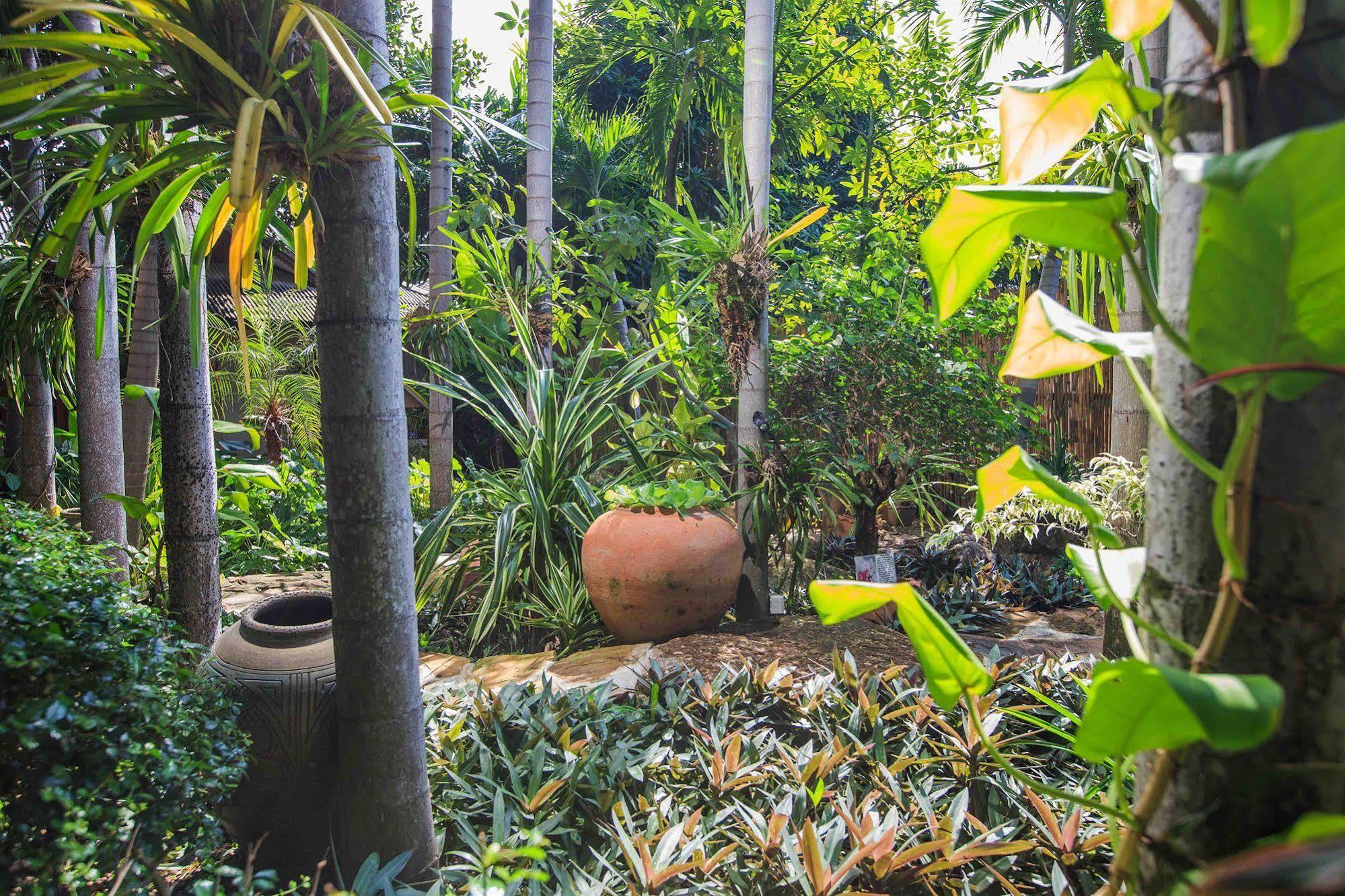 Oasis Hakuna Matata