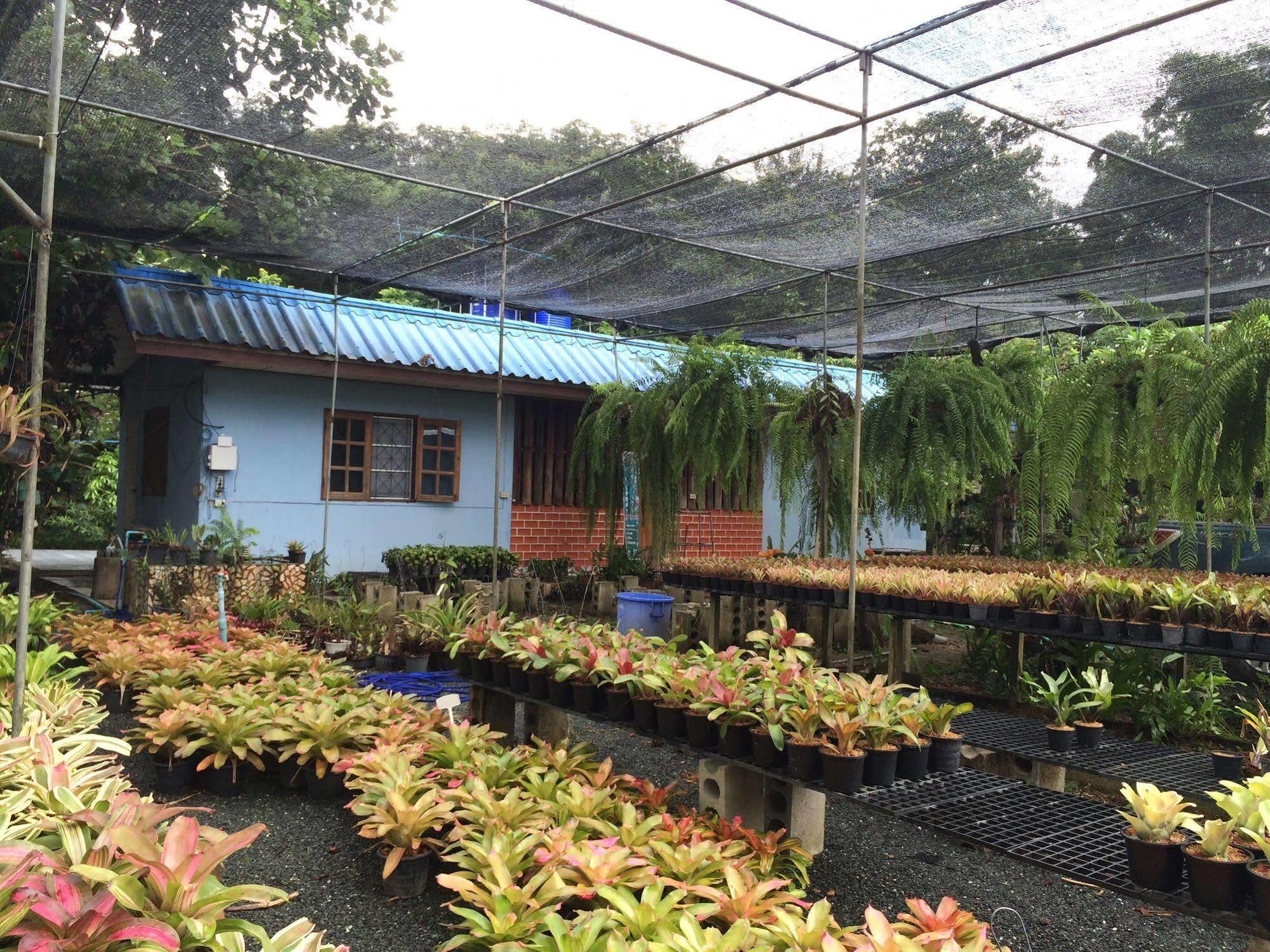 Pallada Bromeliads Garden And *