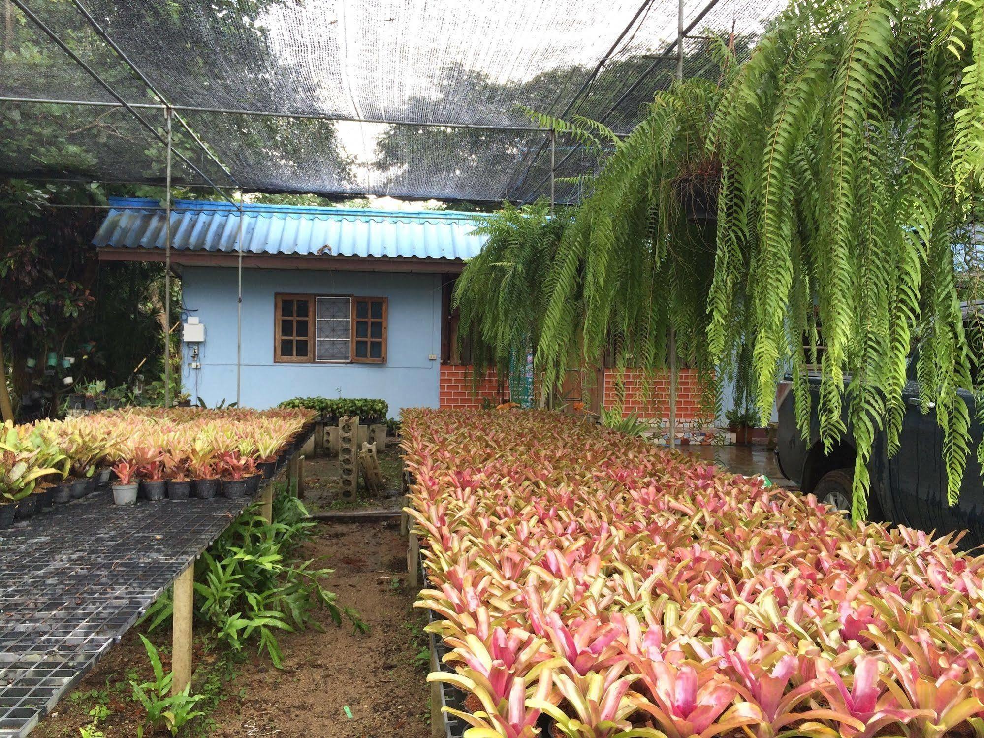 Pallada Bromeliads Garden And Mae Rim