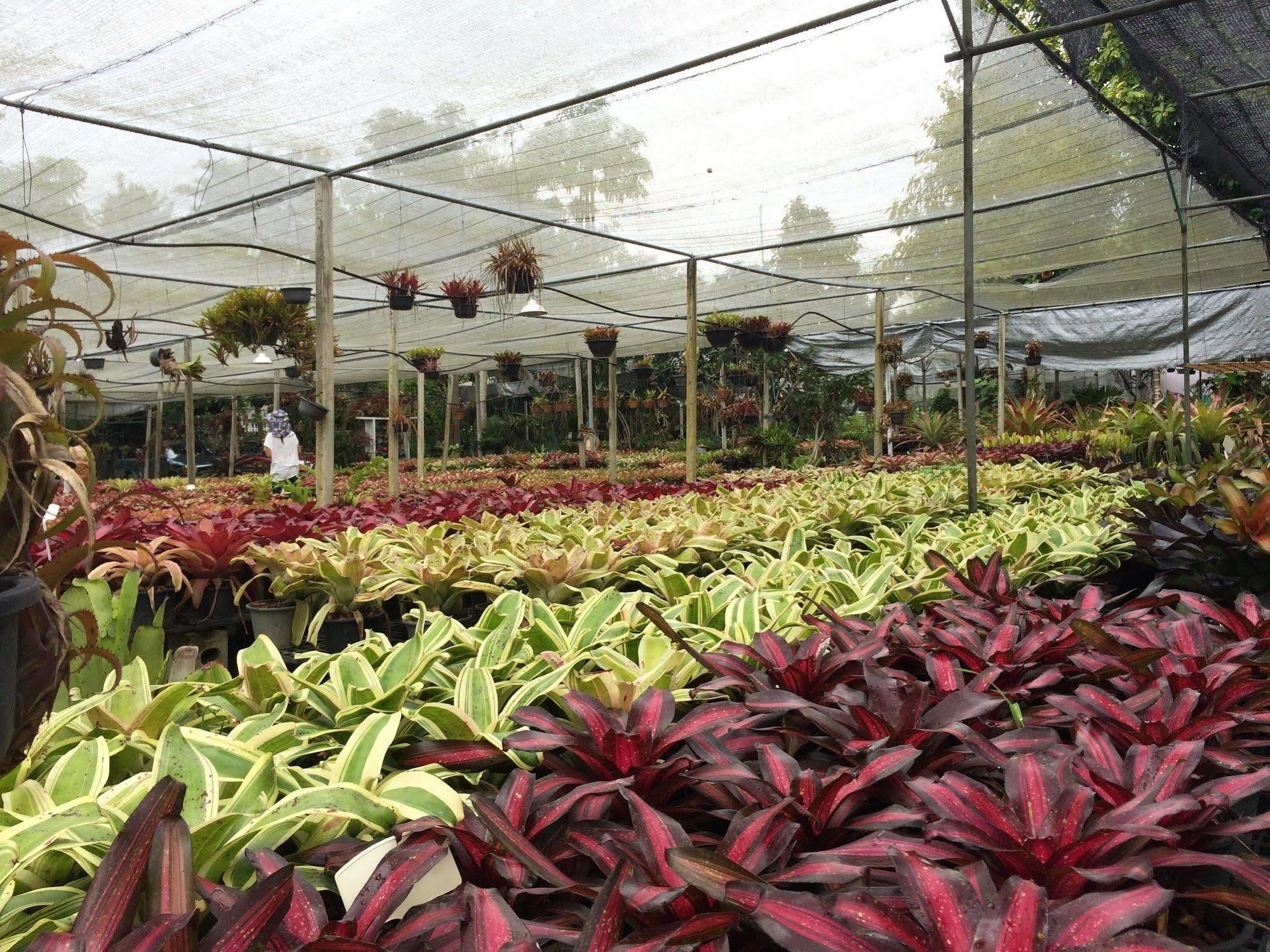 Pallada Bromeliads Garden And * Mae Rim