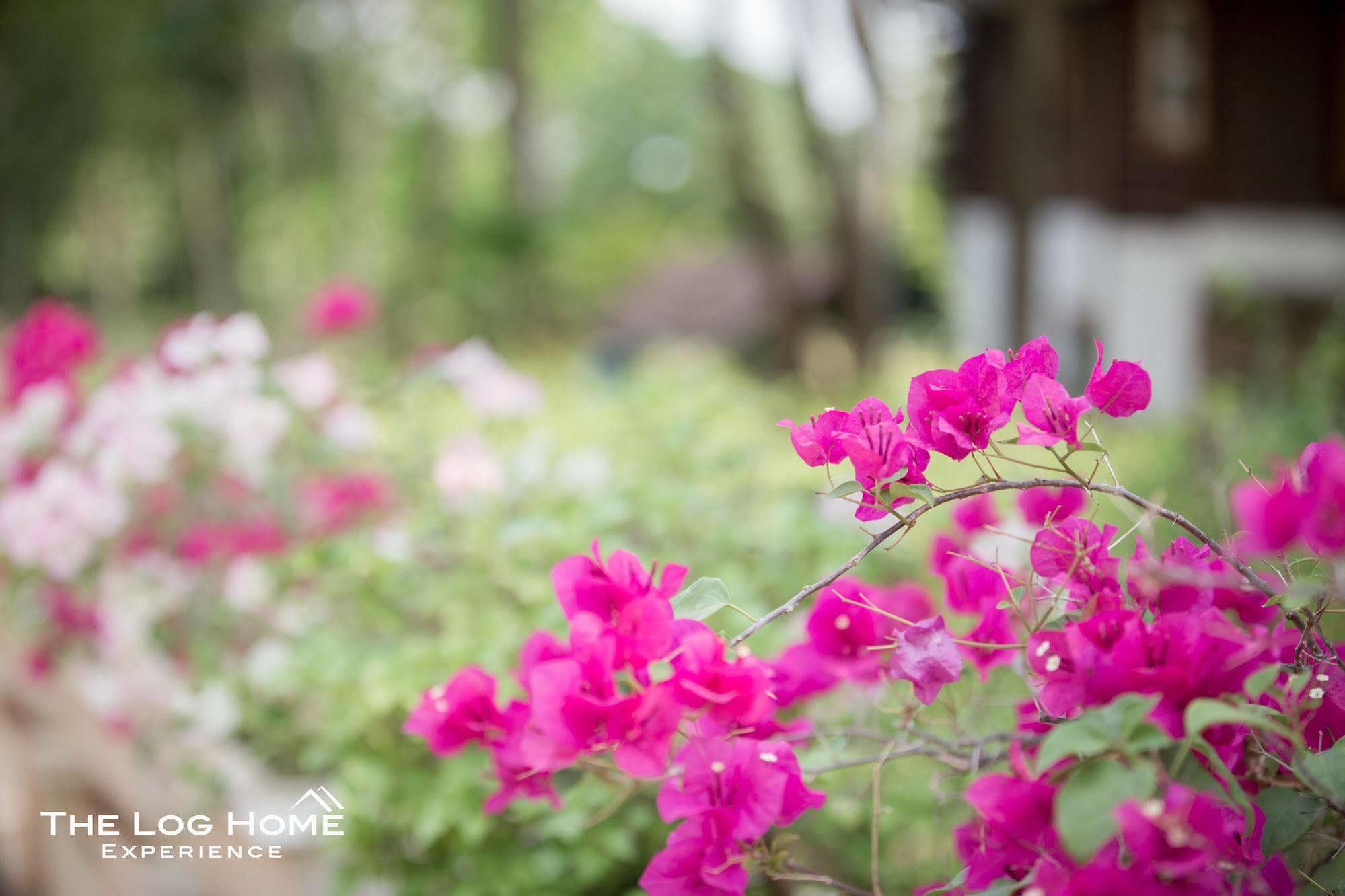 The Log Experience Khao Yai 3*