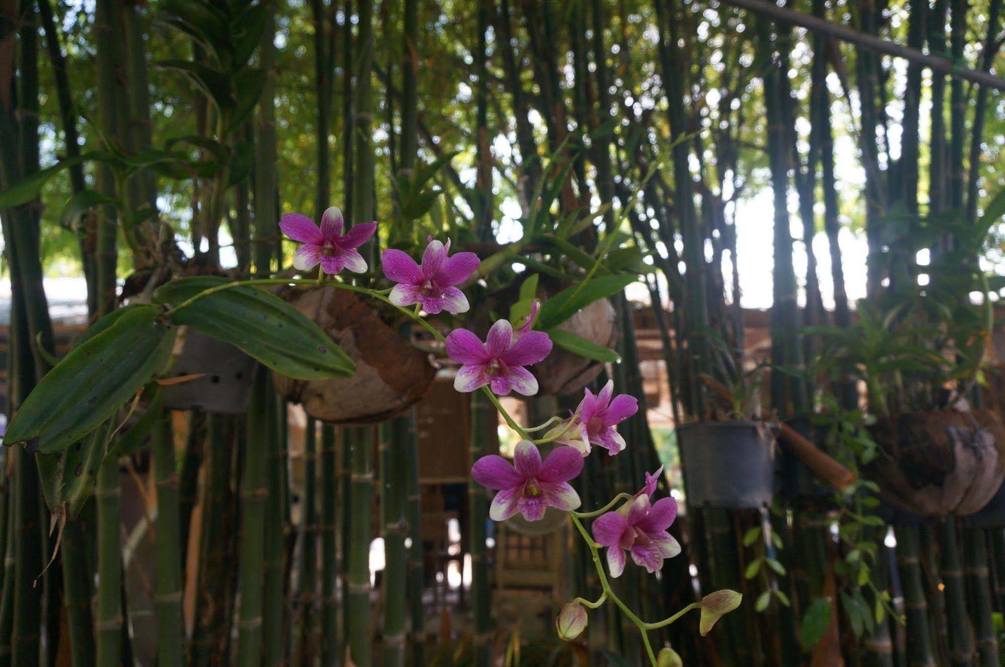 Hotel Baannoksuan Samui Maret