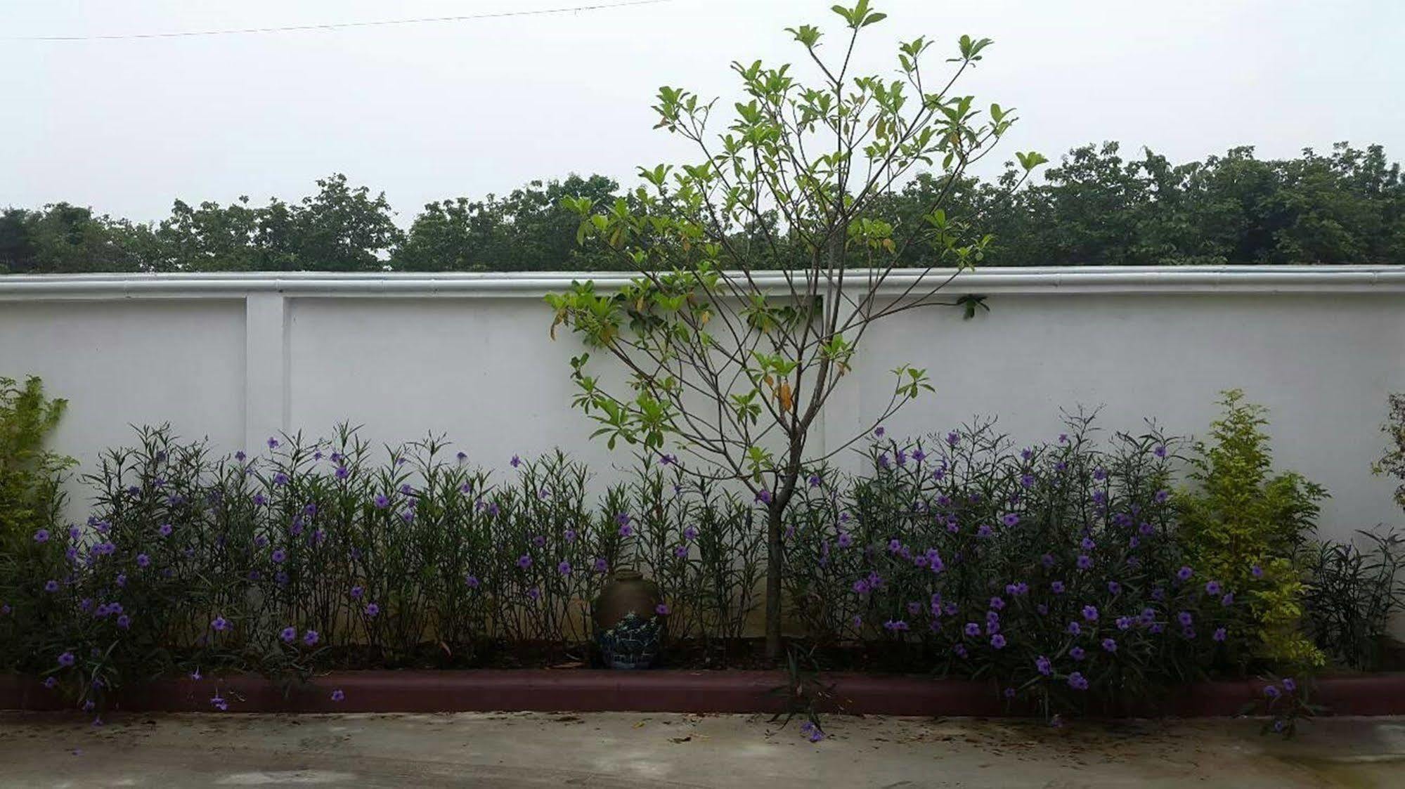 Wangthatum