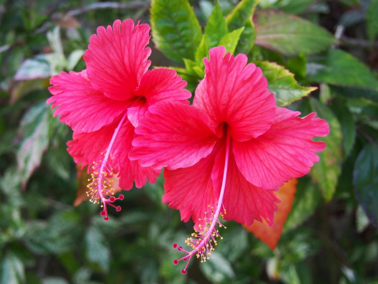 Villa Plumeria Place 55