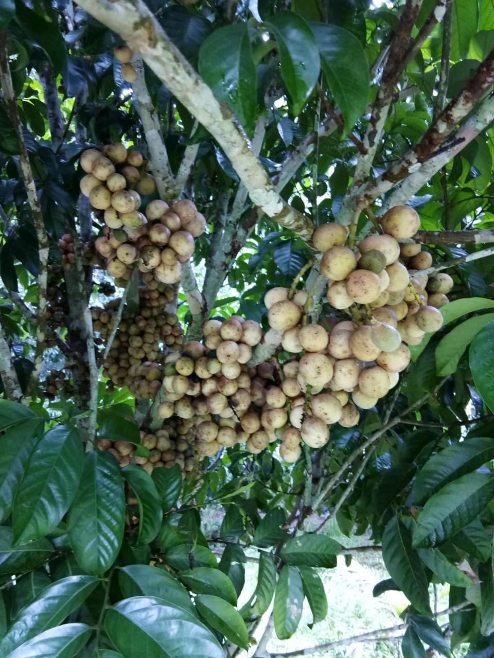 Ban Suan Sukjai Mae Sariang