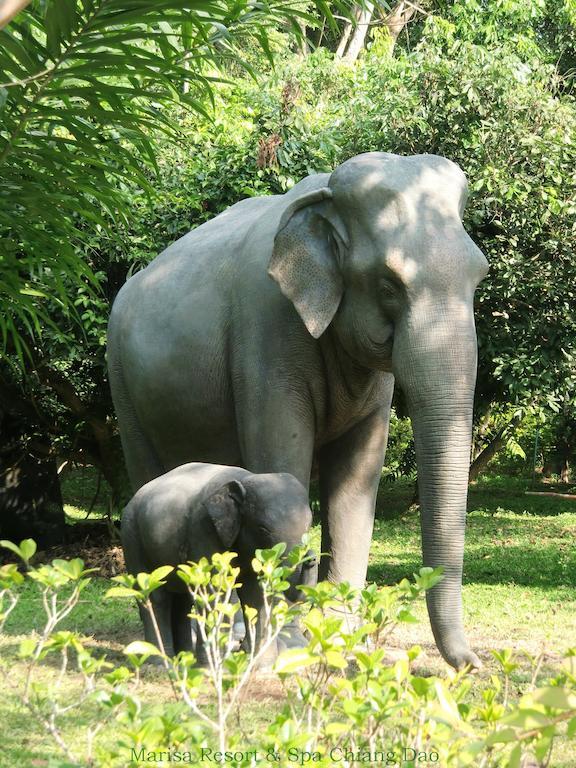 Marisa Resort & Spa Chiang Dao 3* Ban Muang Ngai