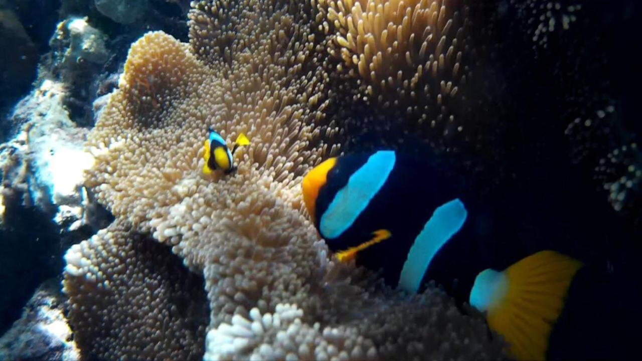 The Reef 3* Koh Kradan
