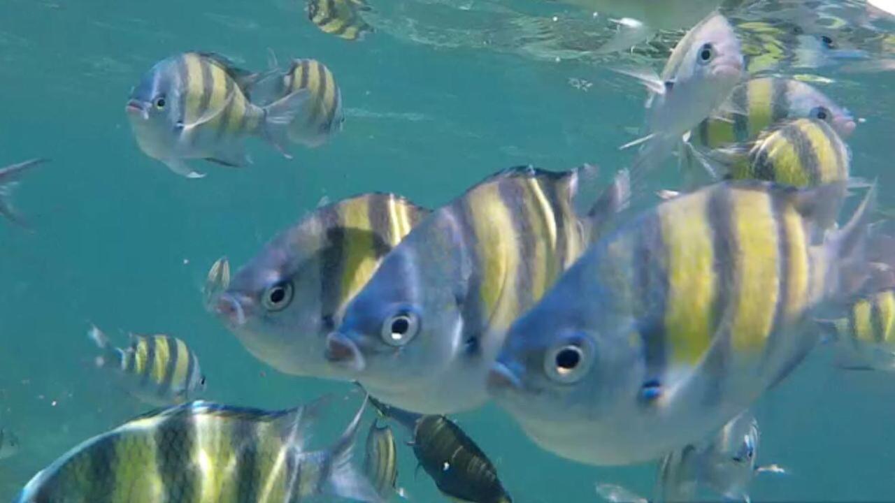 Resort The Reef 3*