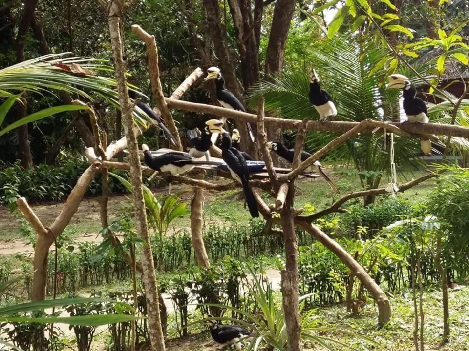 Banana 2* Koh Phayam