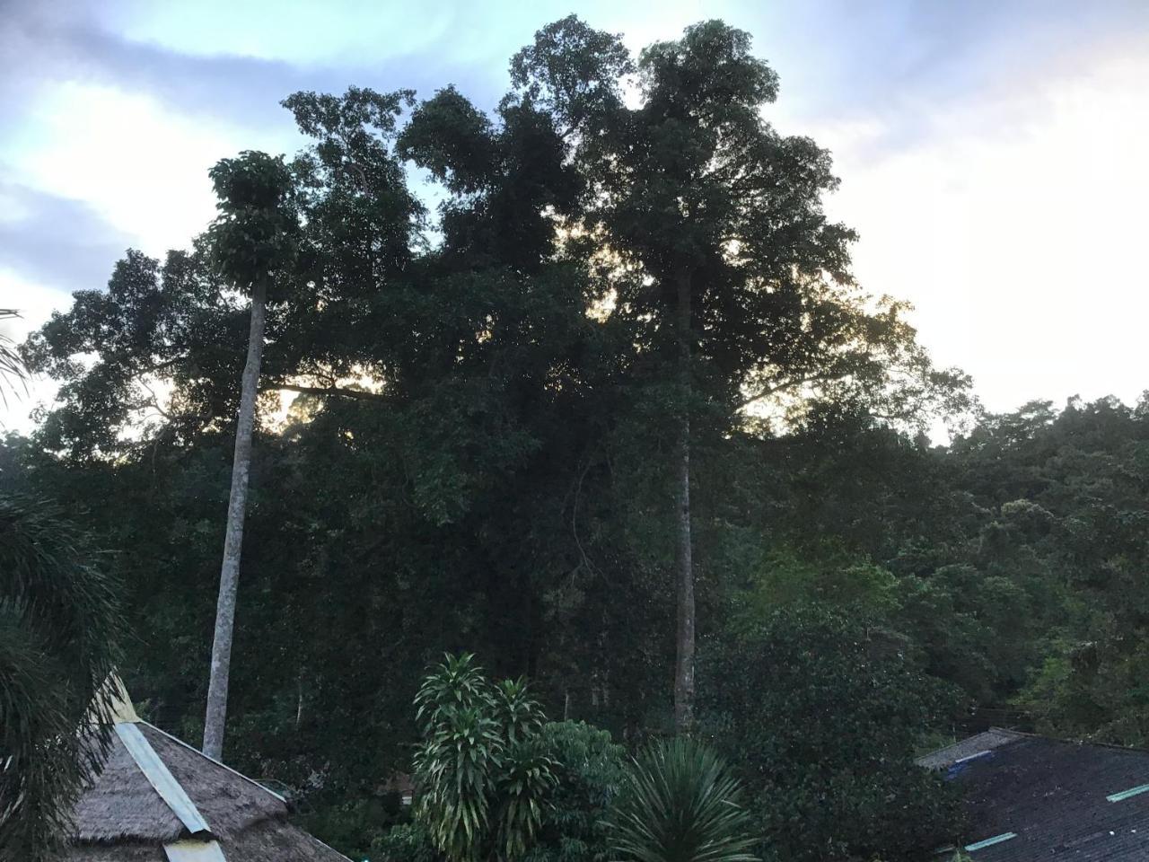Grand Tree * Koh Chang