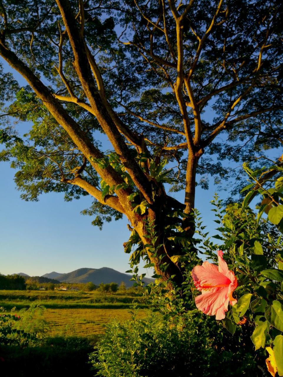 Albizia, Chiang Mai * Doi Saket