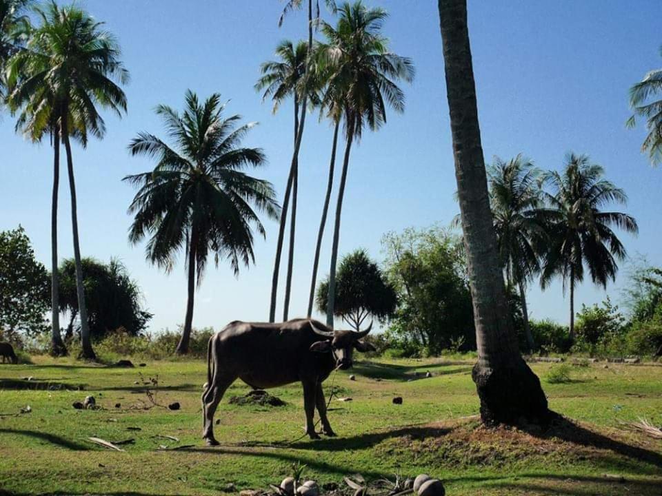 Dugong Koh Sukorn *