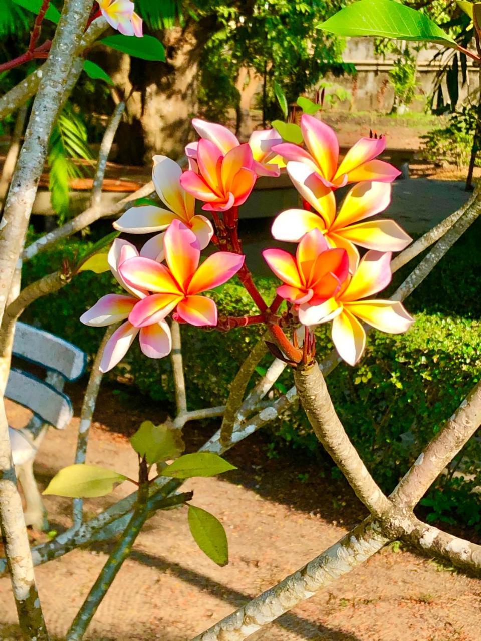 Chalong Oasis & Hotel Rawai