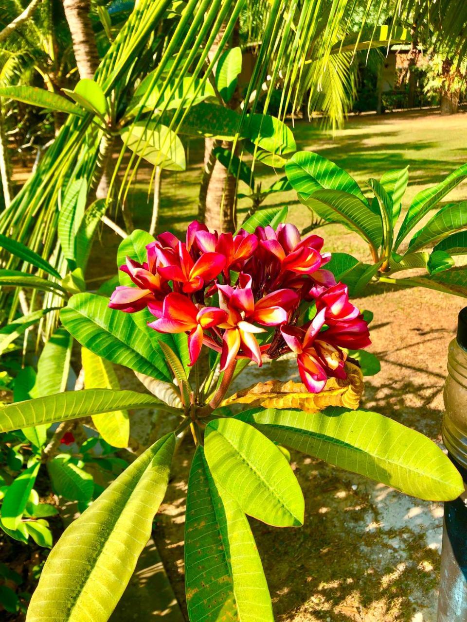 Chalong Oasis & Rawai