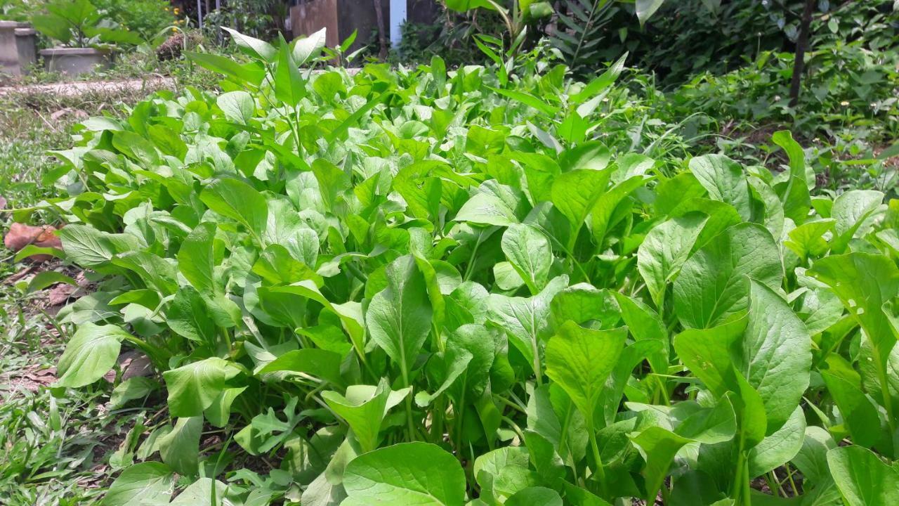 Phangan Farm Stay Eco Organic Farming