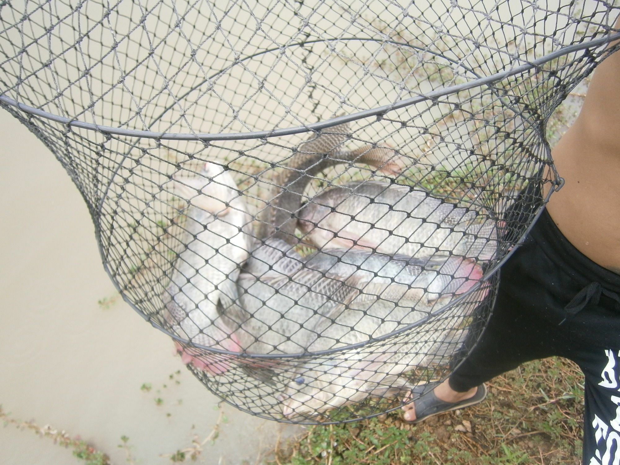 Freddies Fishing Park