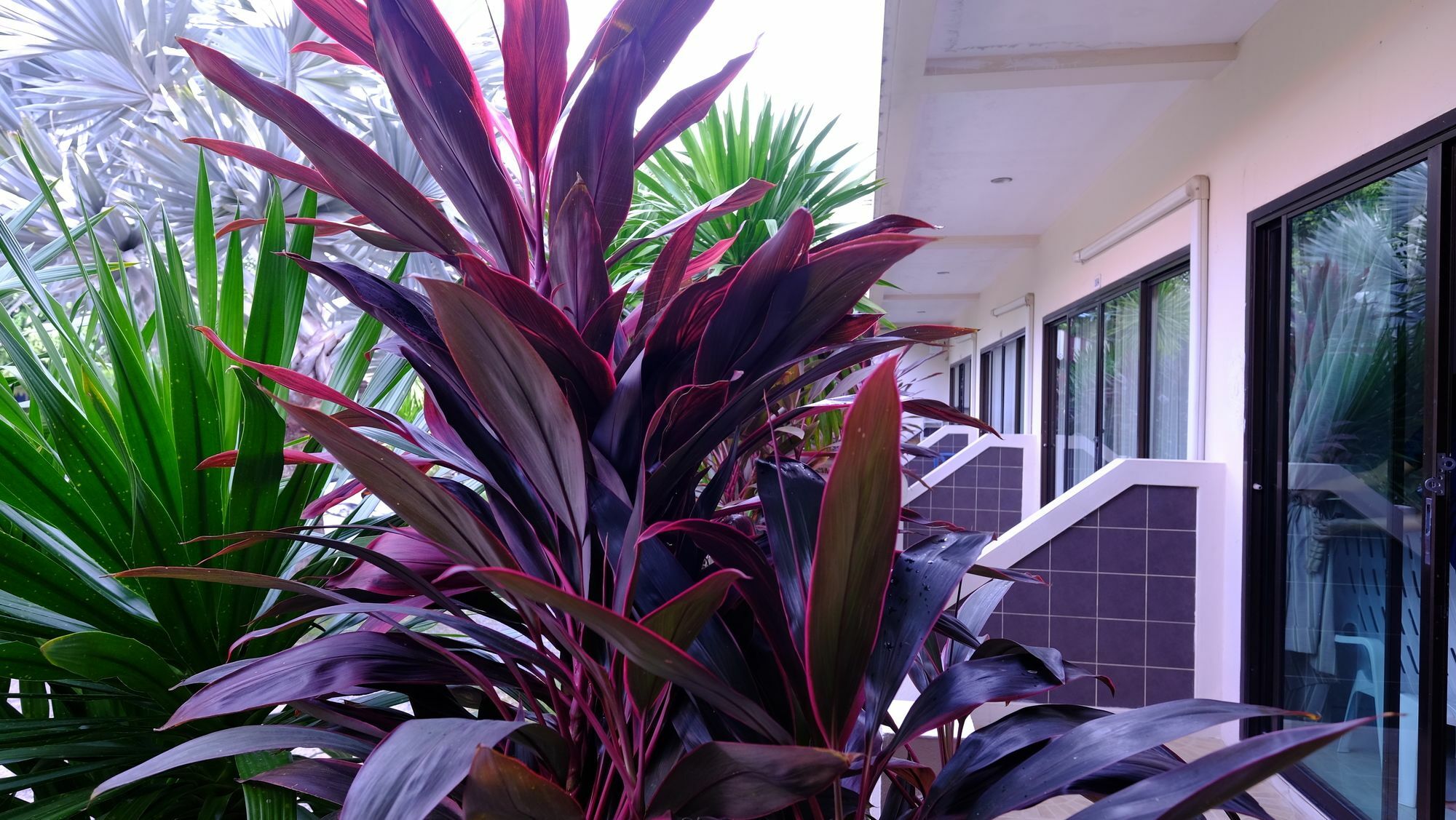 Guest house Samui 2*