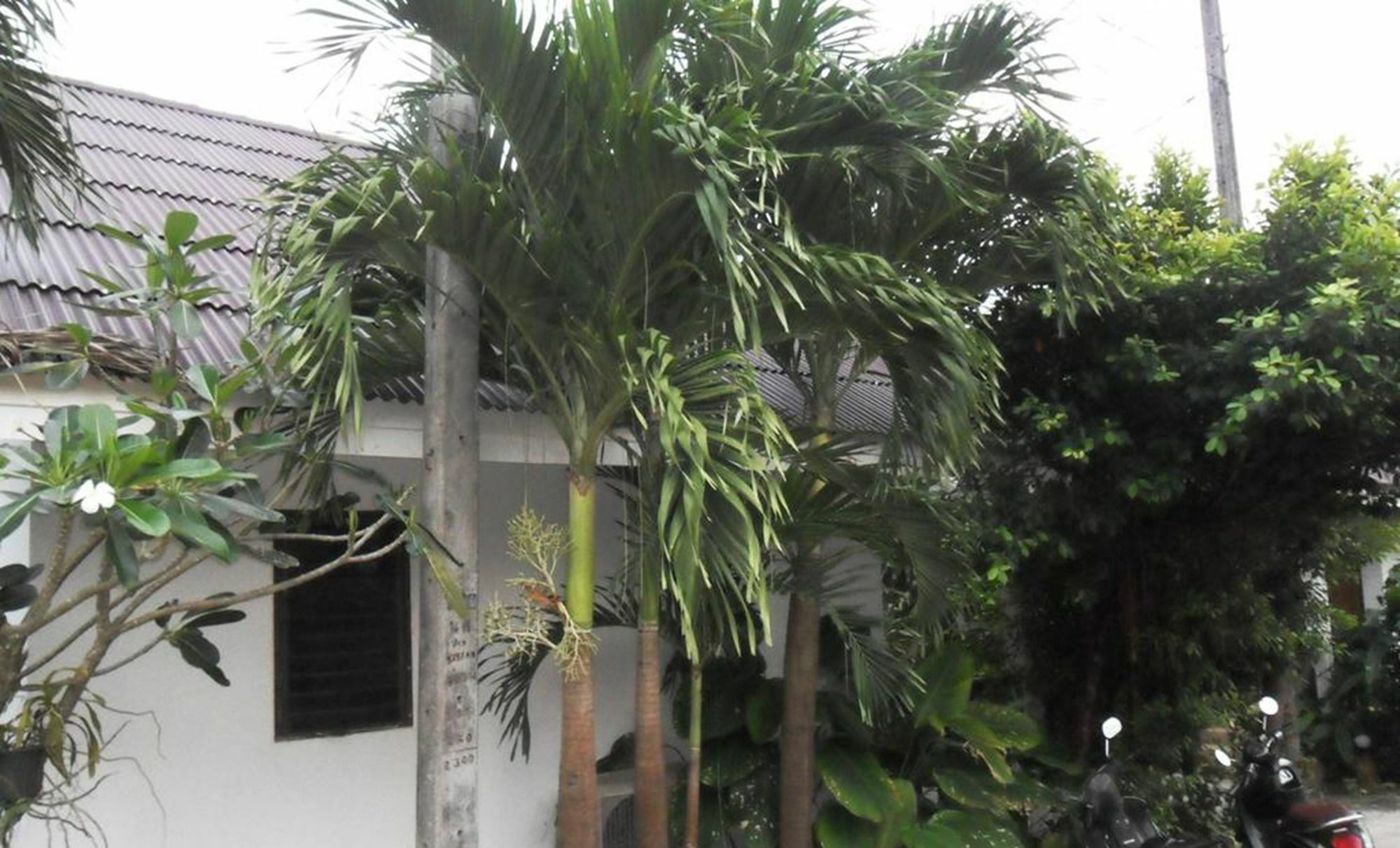 Aonang Sr