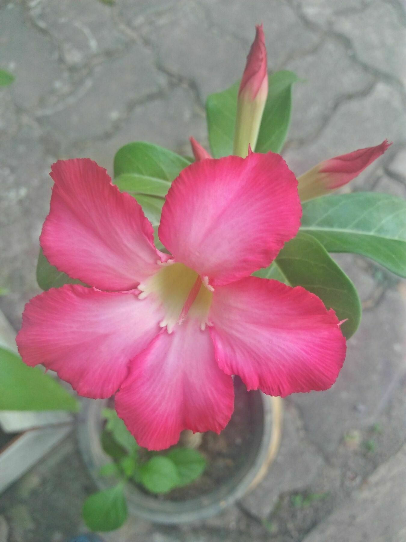 Khaolak Tusneem *