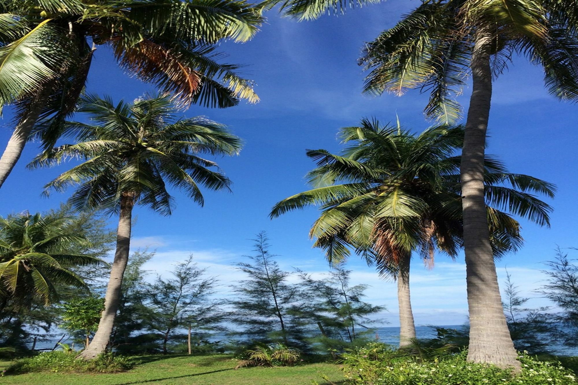 Salacoco