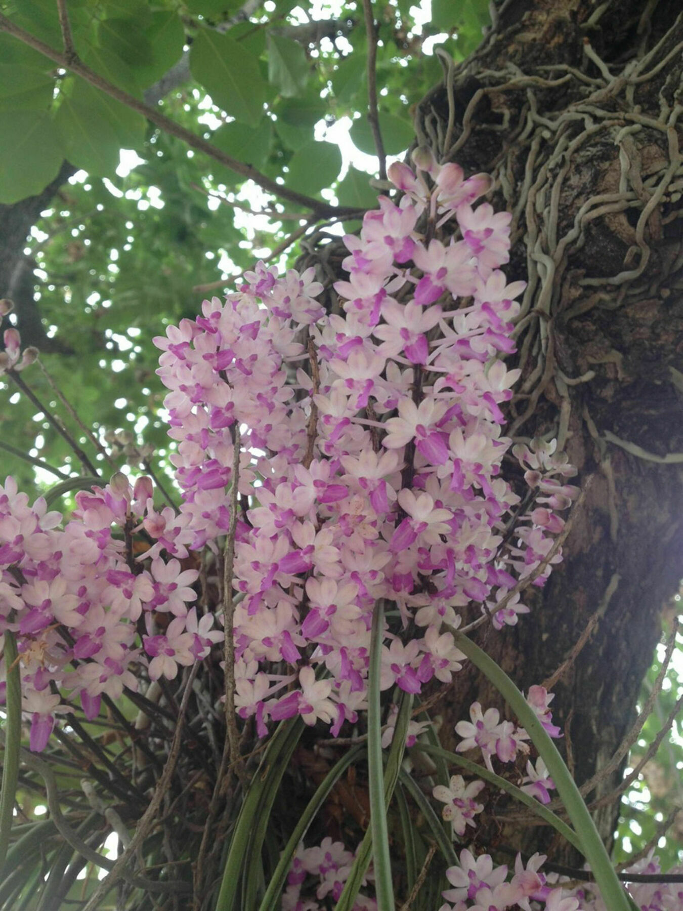 Resort Garden 3*