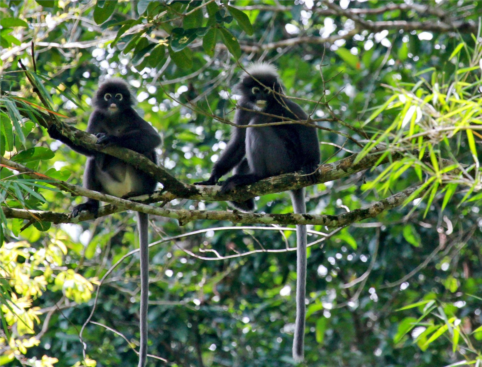 Khao Sok Riverside Khao Sok National Park