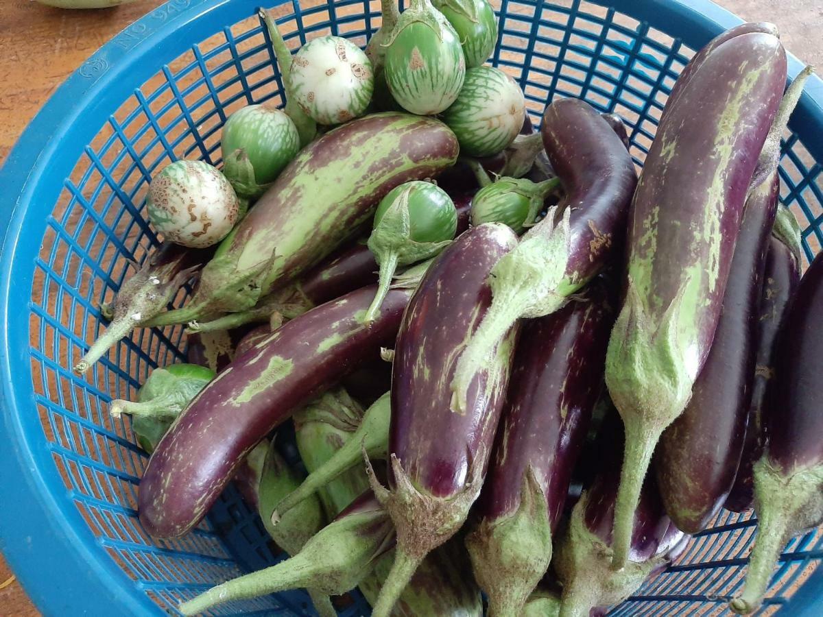 Phangan Farm Stay Eco Organic Farming Ko Pha Ngan