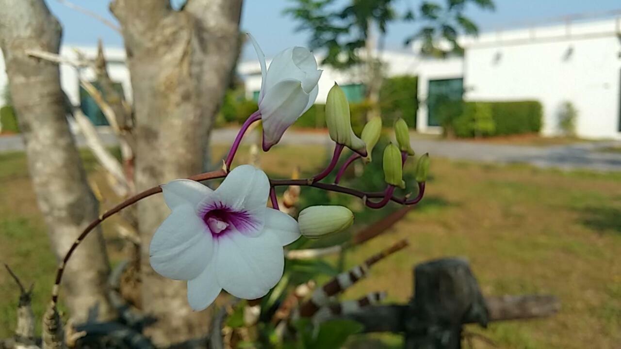 Kiattikun House