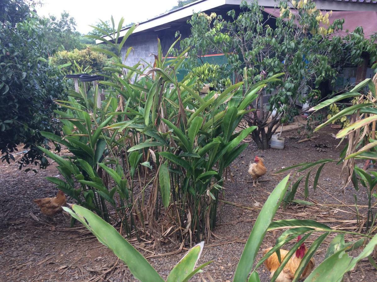 Baan Suan Plearndara Homestay *