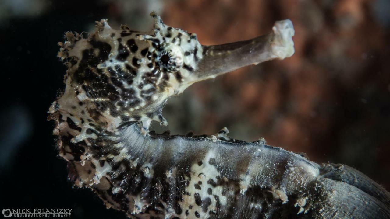 Forra Dive Pattaya * Koh Lipe