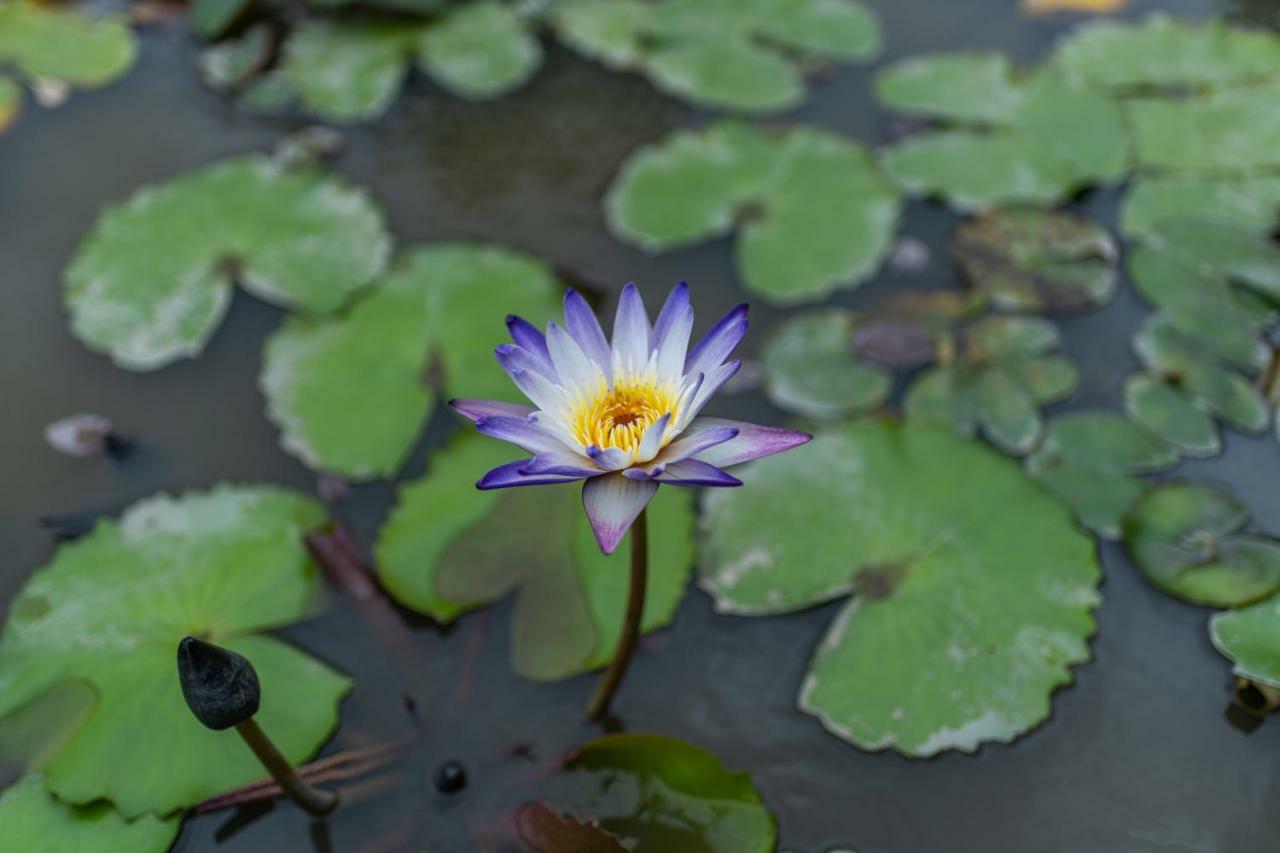 Doi Inthanon Riverside