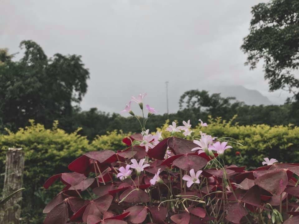 Mon Kiang-dao 3*