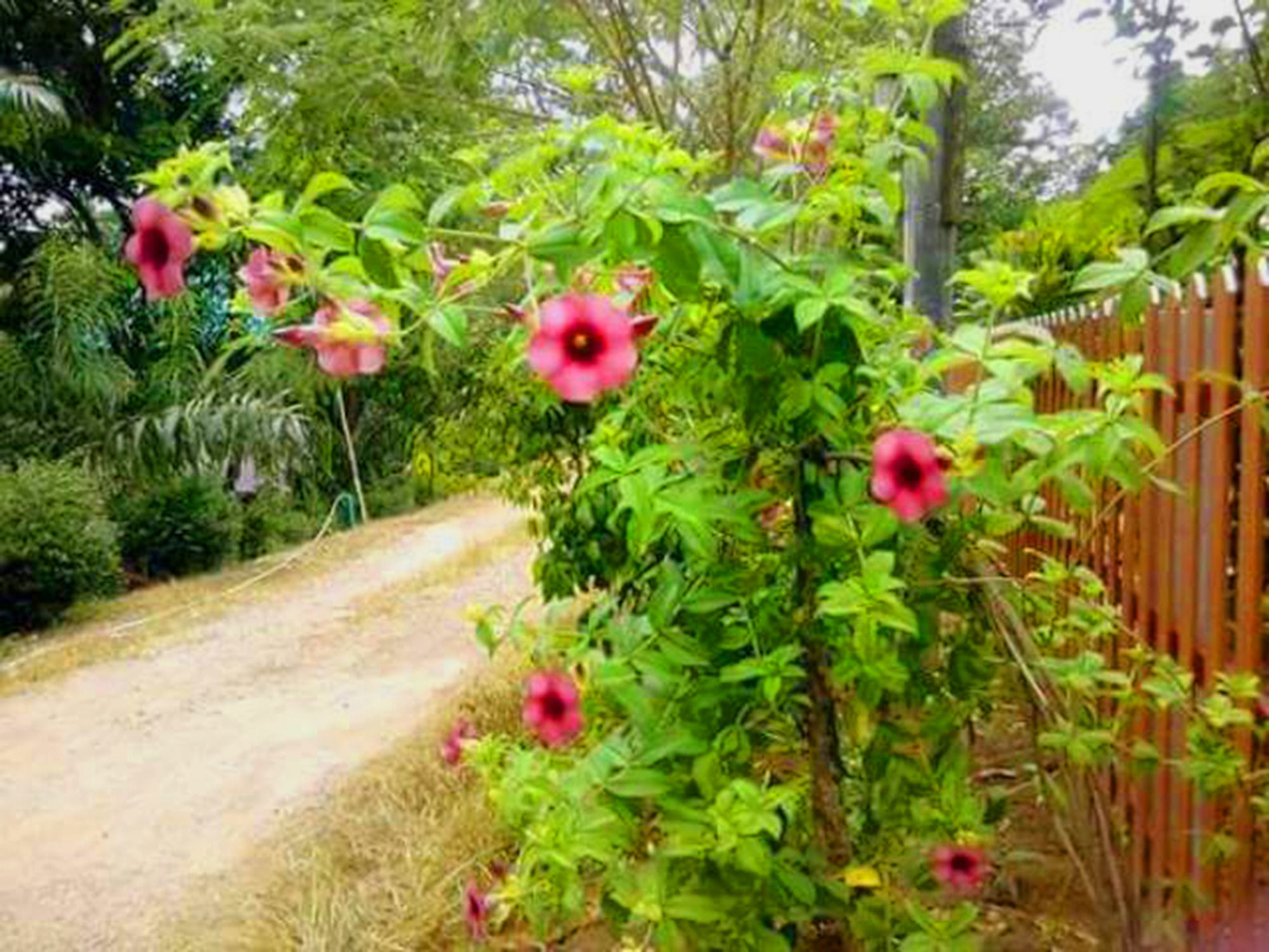 Bangnu River Resort
